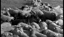 Centre for Ideas present In Flesh and Blood: The Animal in Art and Philosophy