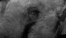 Centre for Ideas present "In Flesh and Blood: The Animal in Art and Philosophy - Part 3"
