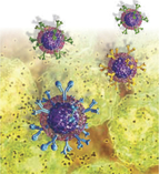 Immunology research: your life depends on it!