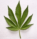 The Truth about Cannabis Use